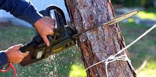 Best Pest Control for Lawns  in Monrovia, CA