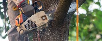 Best Leaf Removal  in Monrovia, CA