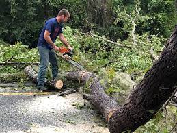 How Our Tree Care Process Works  in  Monrovia, CA