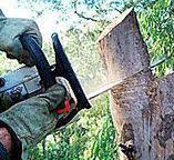 Best Emergency Tree Removal  in Monrovia, CA