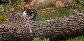 Best Tree Removal  in Monrovia, CA
