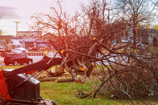 Monrovia, CA Tree Care Company