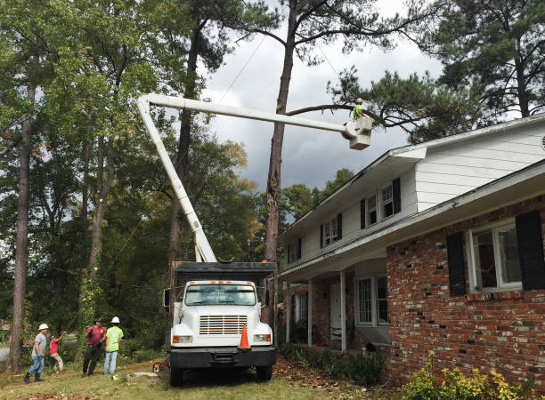 Best Tree Disease Treatment  in Monrovia, CA