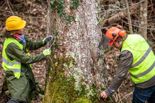 Best Fruit Tree Pruning  in Monrovia, CA