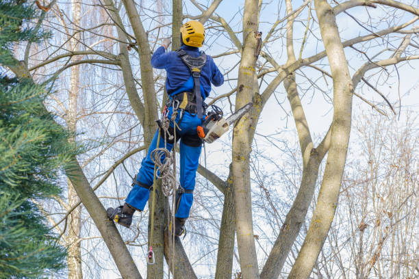 Best Firewood Processing and Delivery  in Monrovia, CA