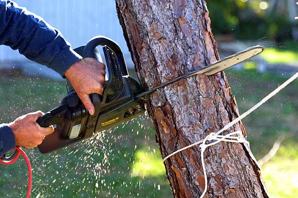 Best Lawn Disease Treatment  in Monrovia, CA