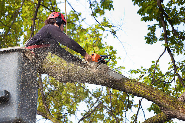 Best Stump Grinding and Removal  in Monrovia, CA