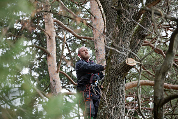 Best Tree Mulching  in Monrovia, CA
