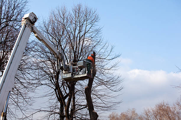 Tree and Shrub Care in Monrovia, CA